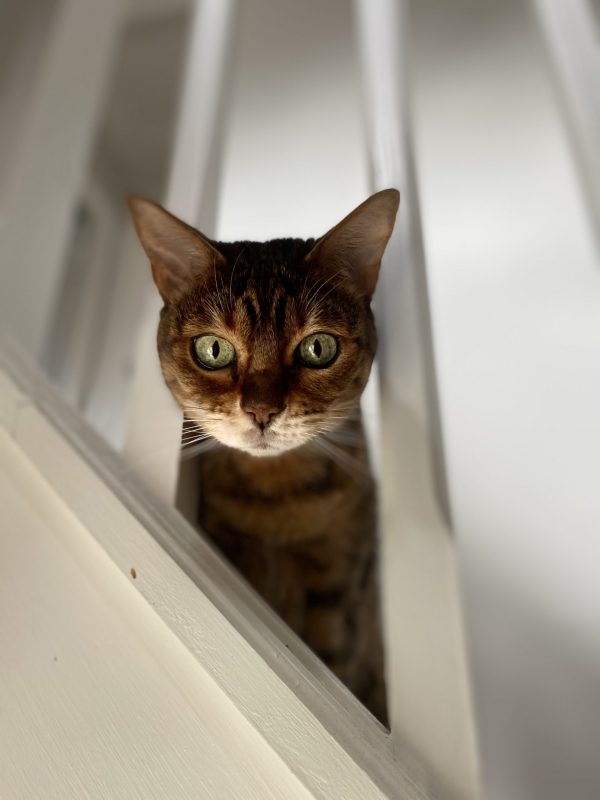 C189C0BA-BE66-4FD9-8926-43E2548F9BF5